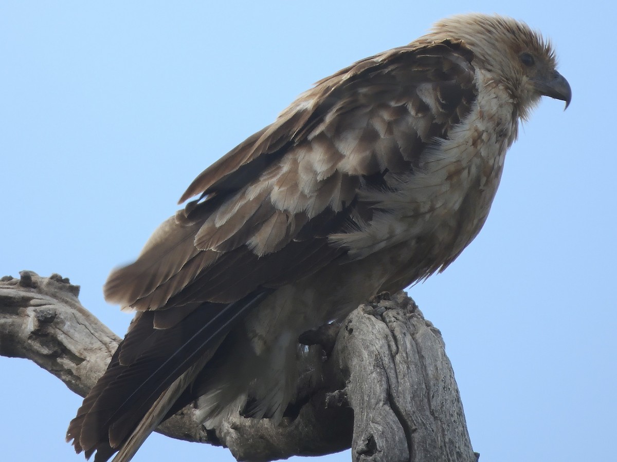 Milan siffleur - ML646826950