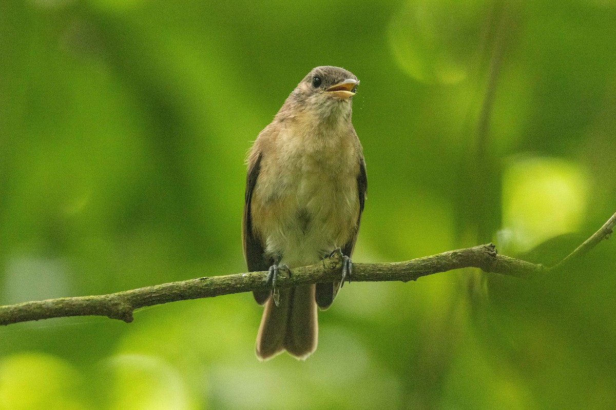 Marquesan Monarch - ML646826951