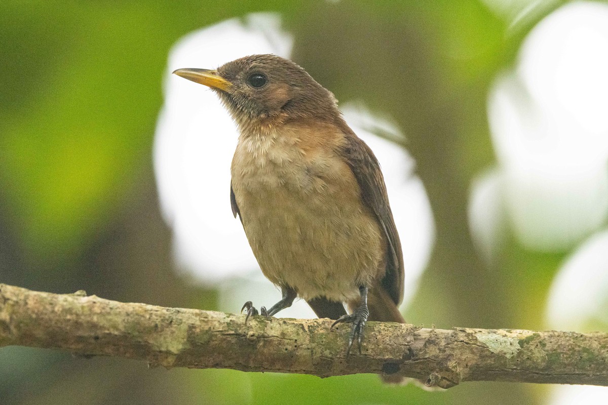 Marquesan Monarch - ML646826956