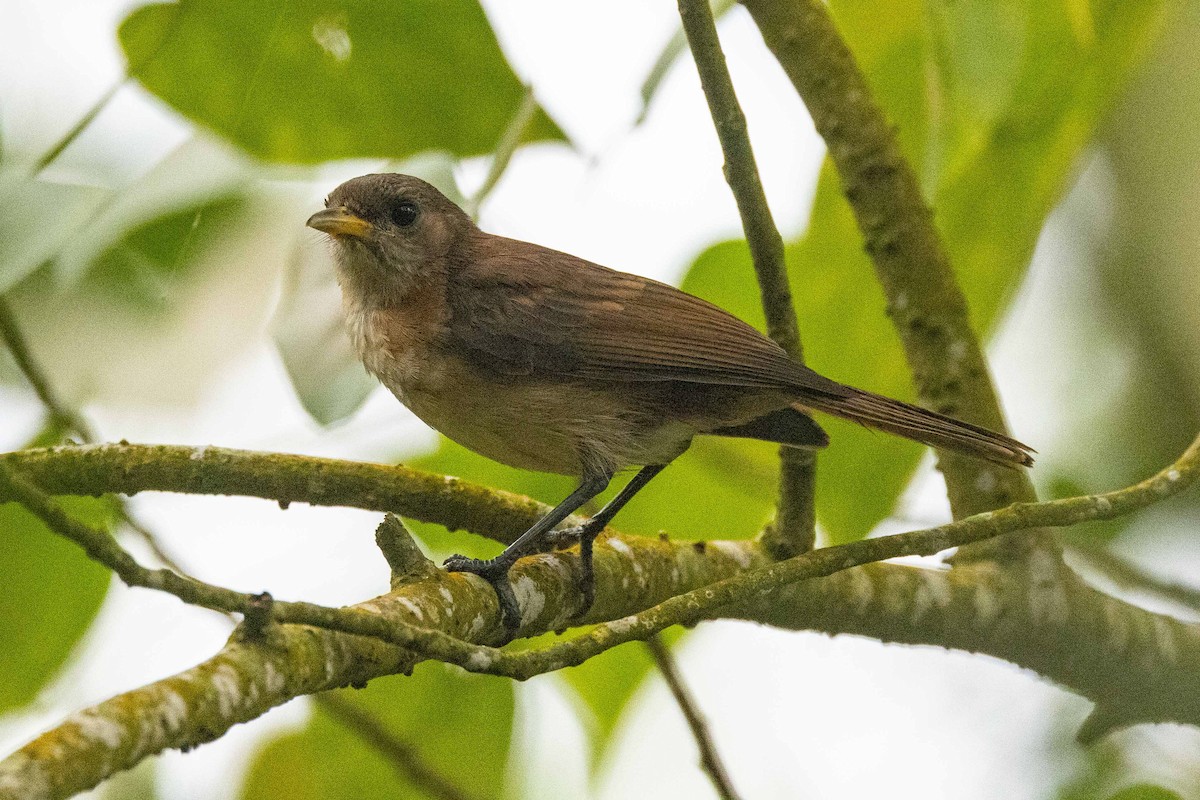 Marquesan Monarch - ML646826957