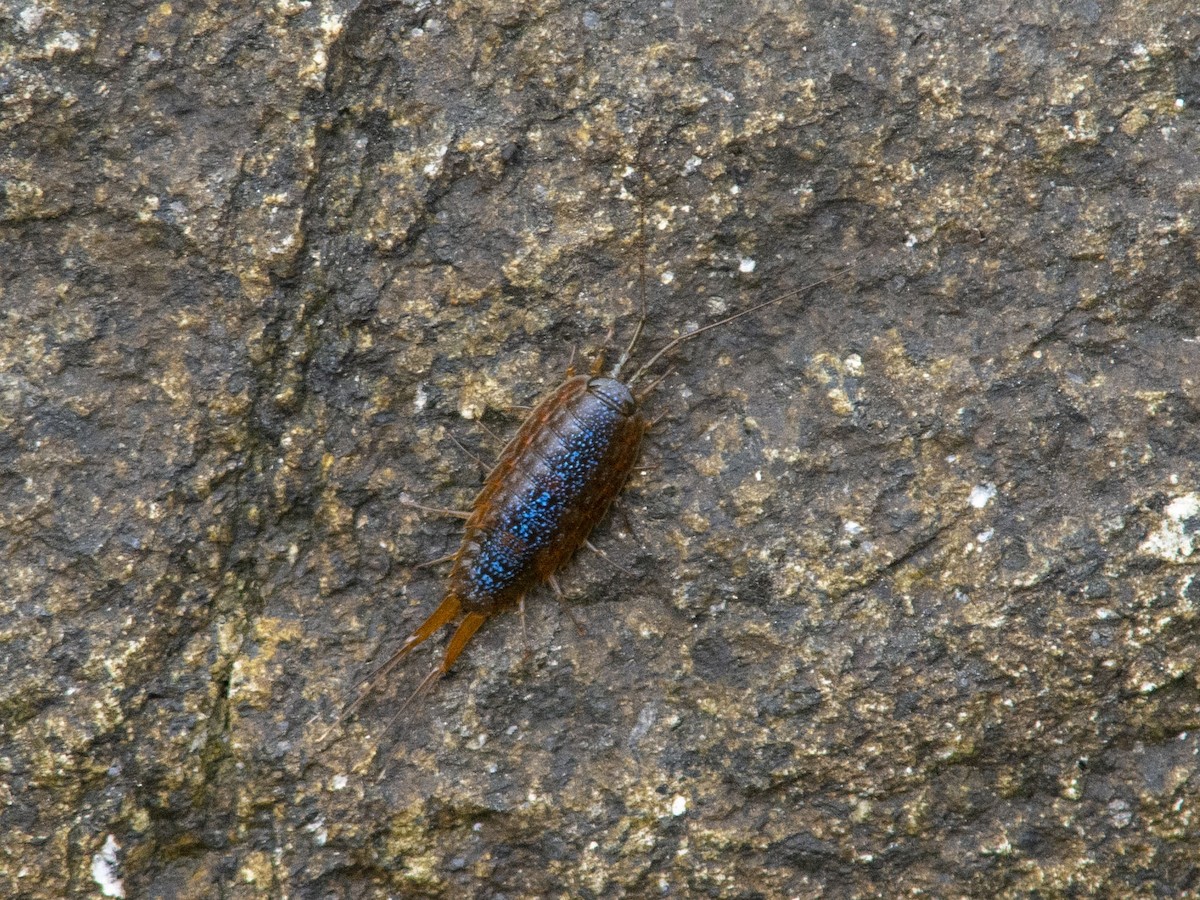 フナムシ属 - ML646826958