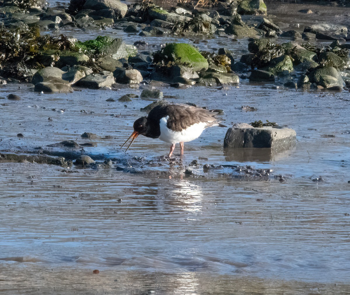 ústřičník velký - ML646826959