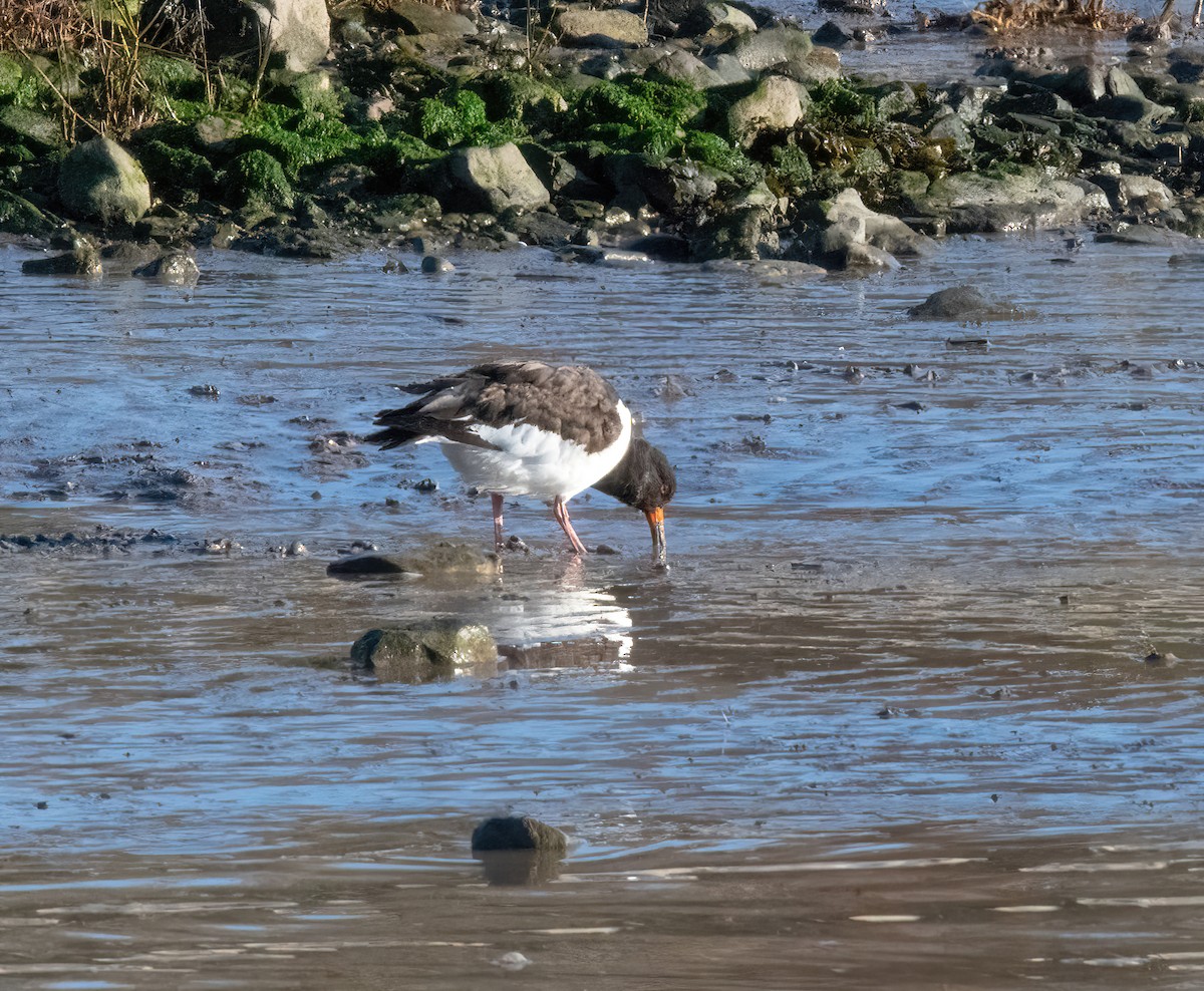 ústřičník velký - ML646826960