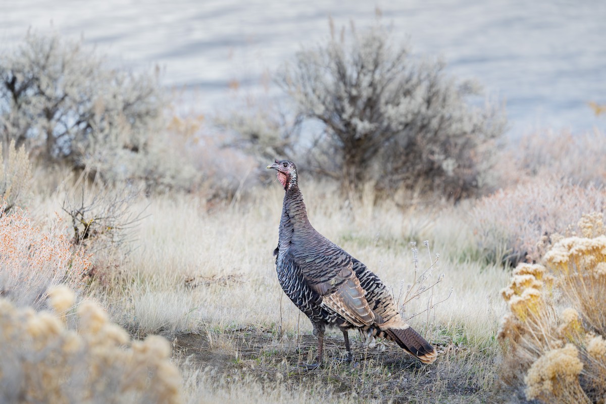 シチメンチョウ - ML646826961