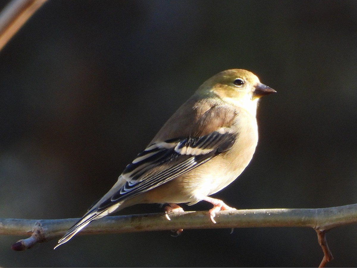 オウゴンヒワ - ML646826962