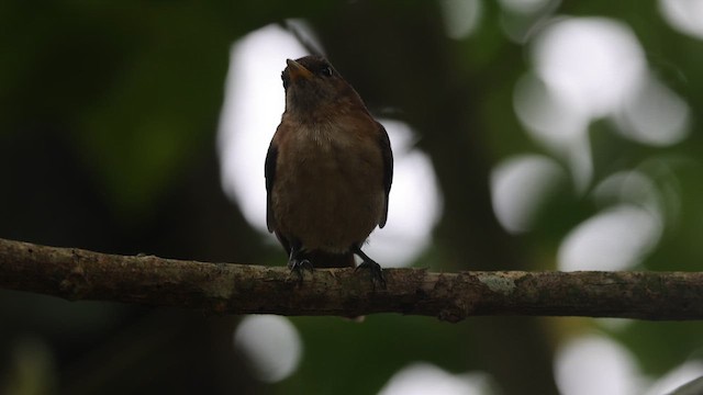 Marquesan Monarch - ML646826963