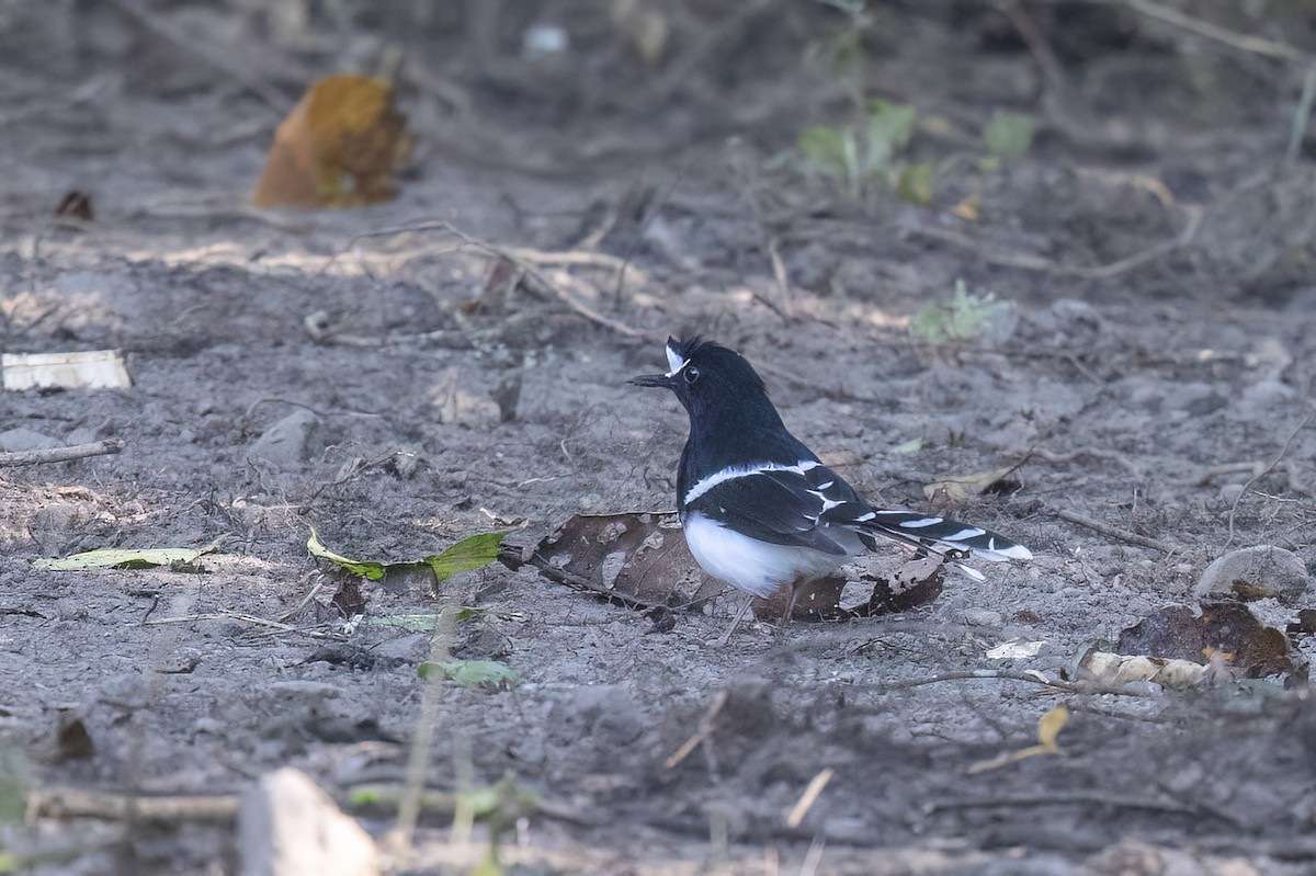 White-crowned Forktail - ML646826965