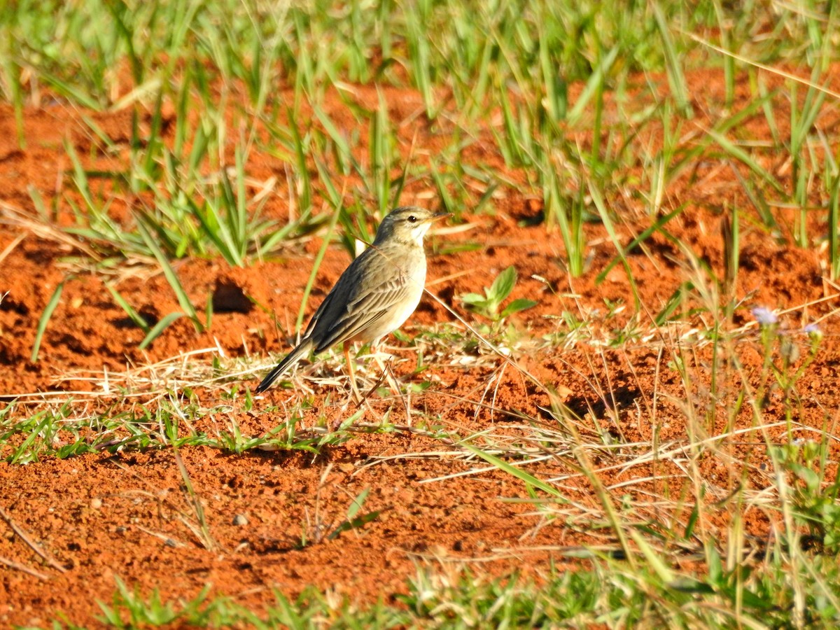 Рисовой конёк - ML646826966