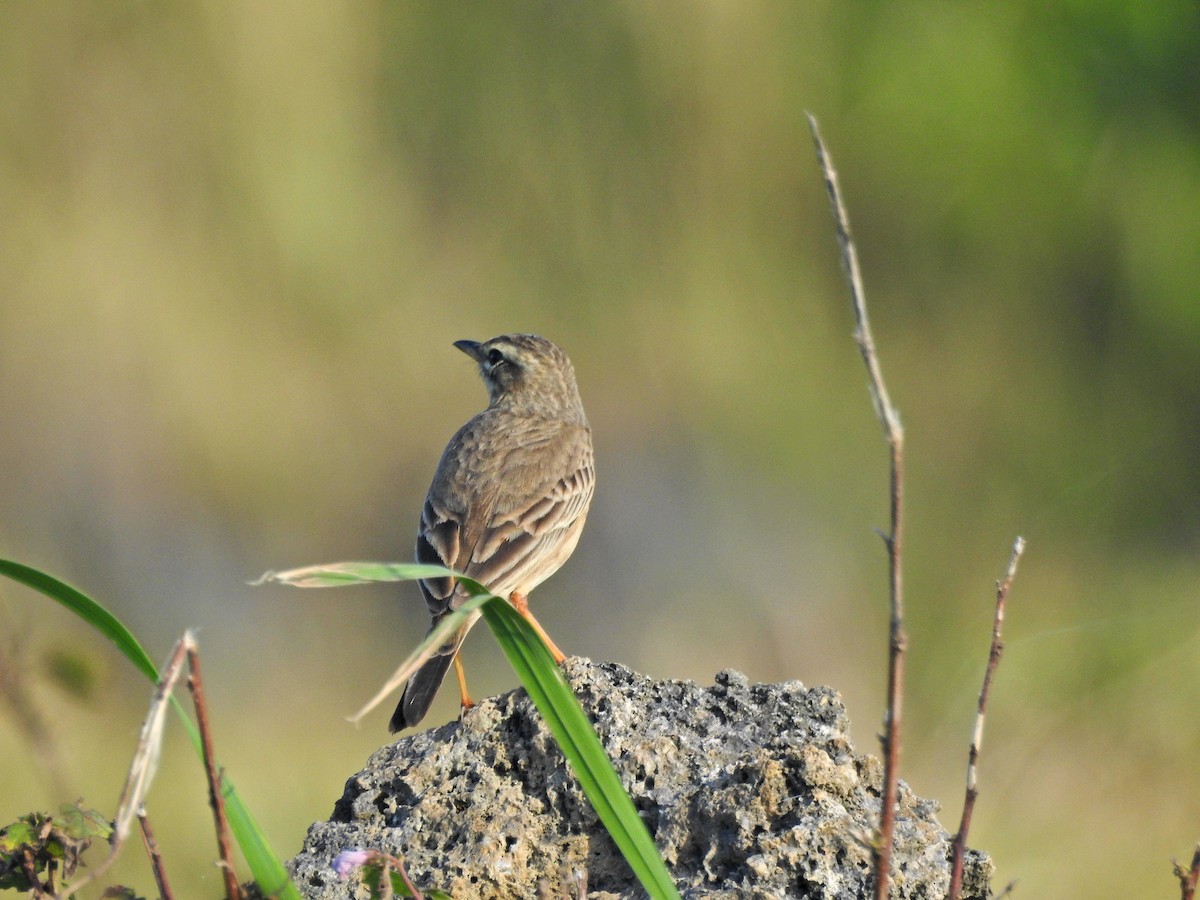 Рисовой конёк - ML646826967