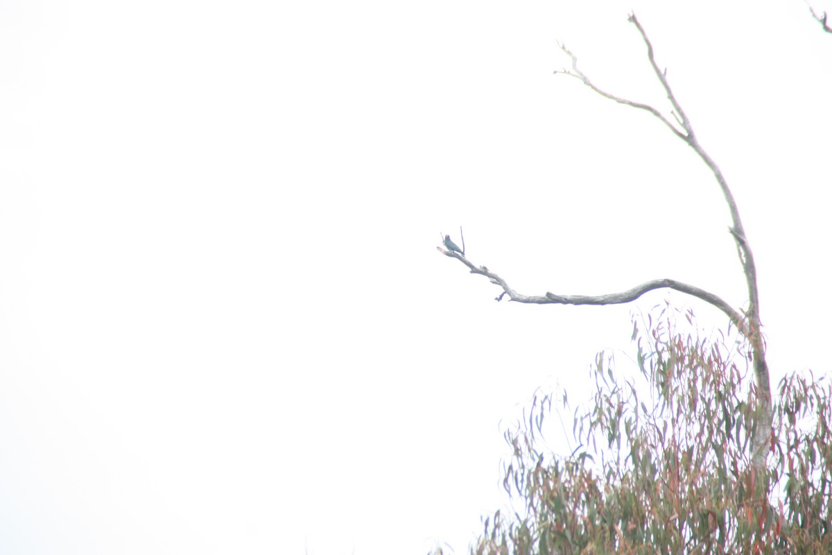 Dollarbird - ML646826974