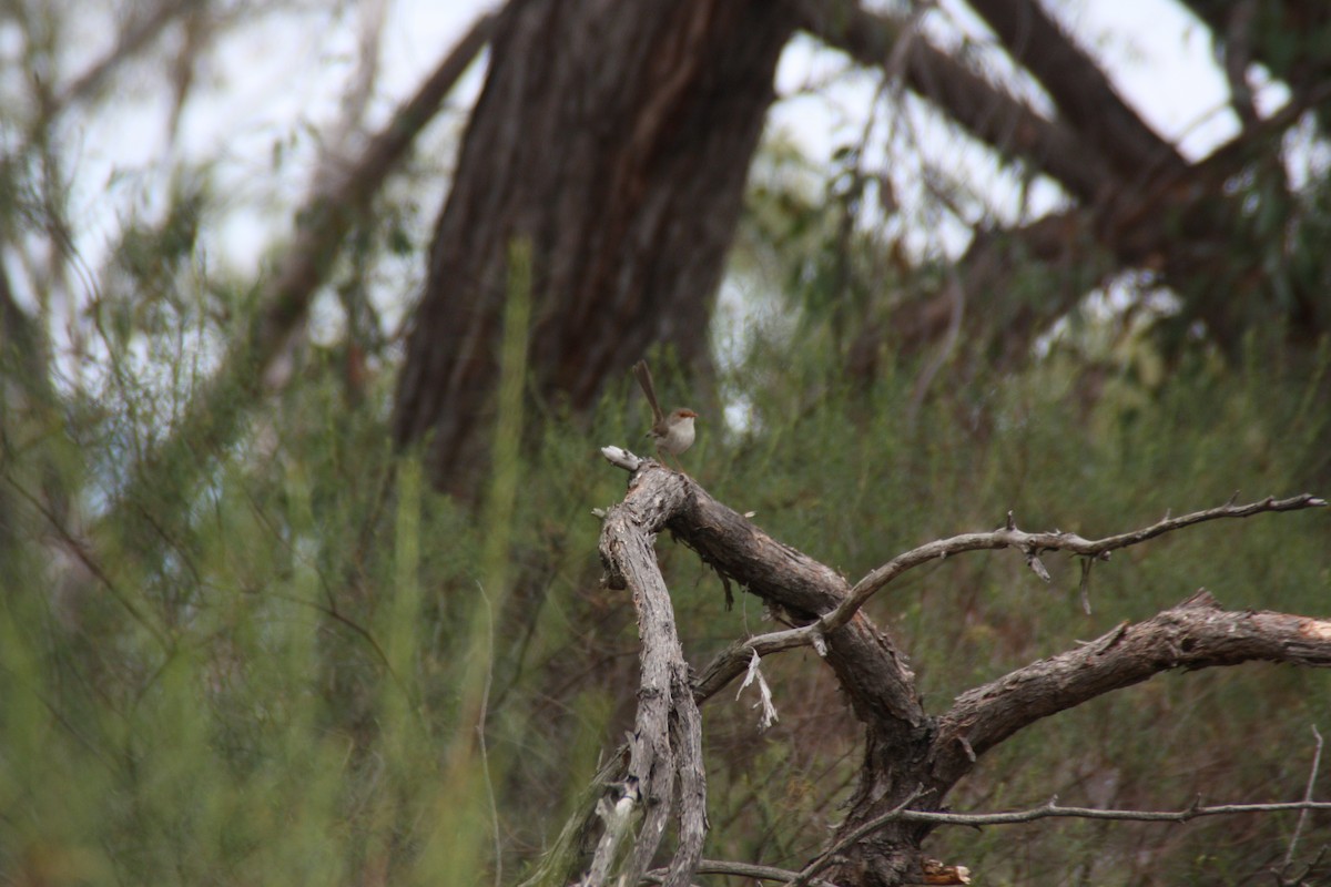 Superb Fairywren - ML646826976