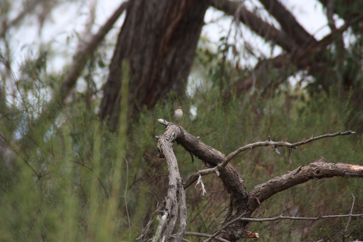 Superb Fairywren - ML646826978