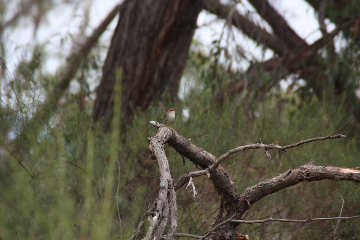 Superb Fairywren - ML646826979