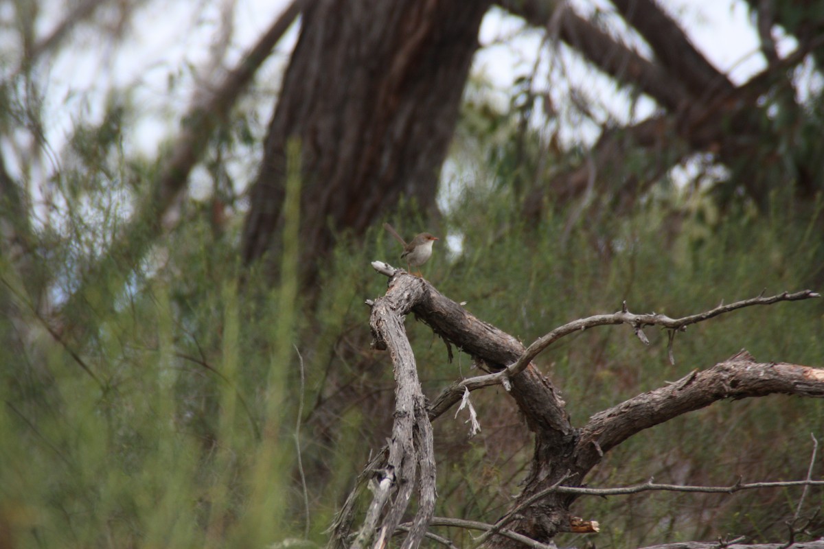 Superb Fairywren - ML646826981