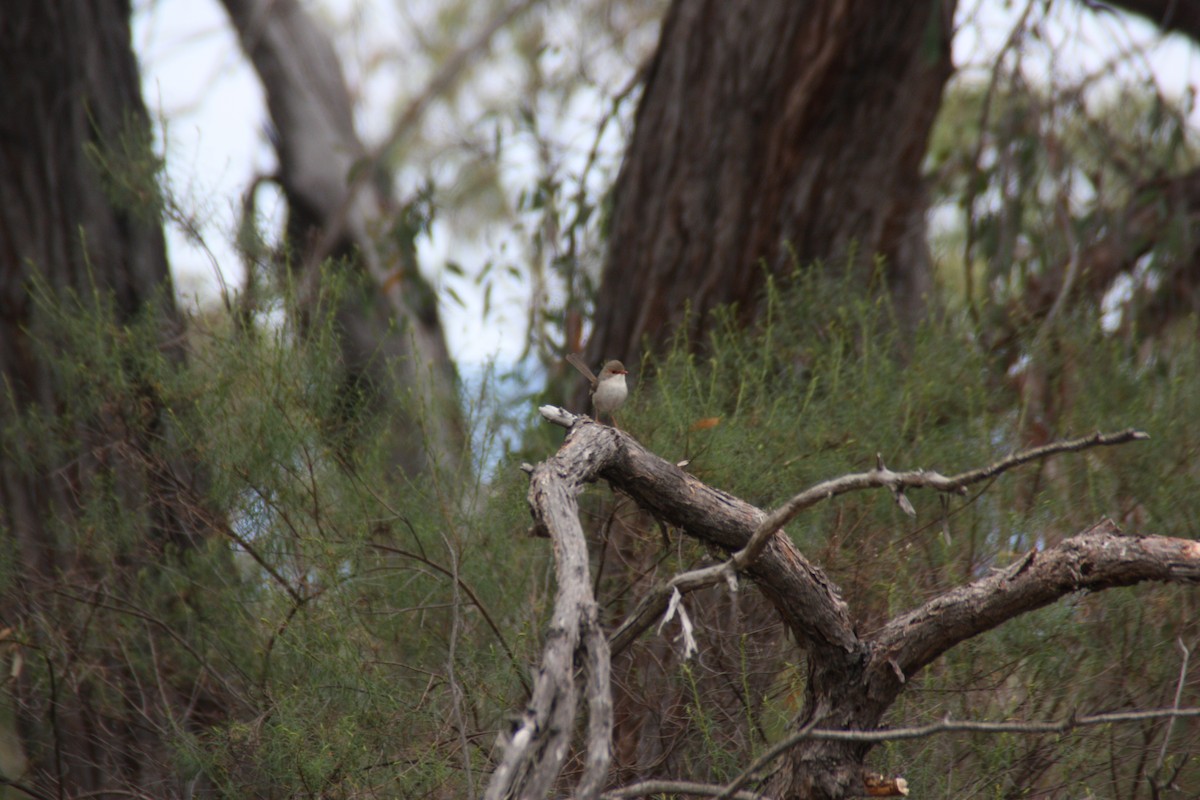 Superb Fairywren - ML646826983