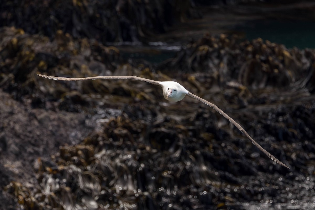 Northern Royal Albatross - ML646826984