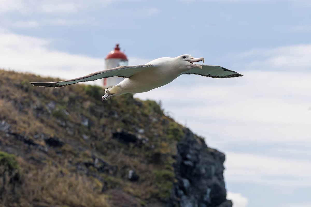 Northern Royal Albatross - ML646826985