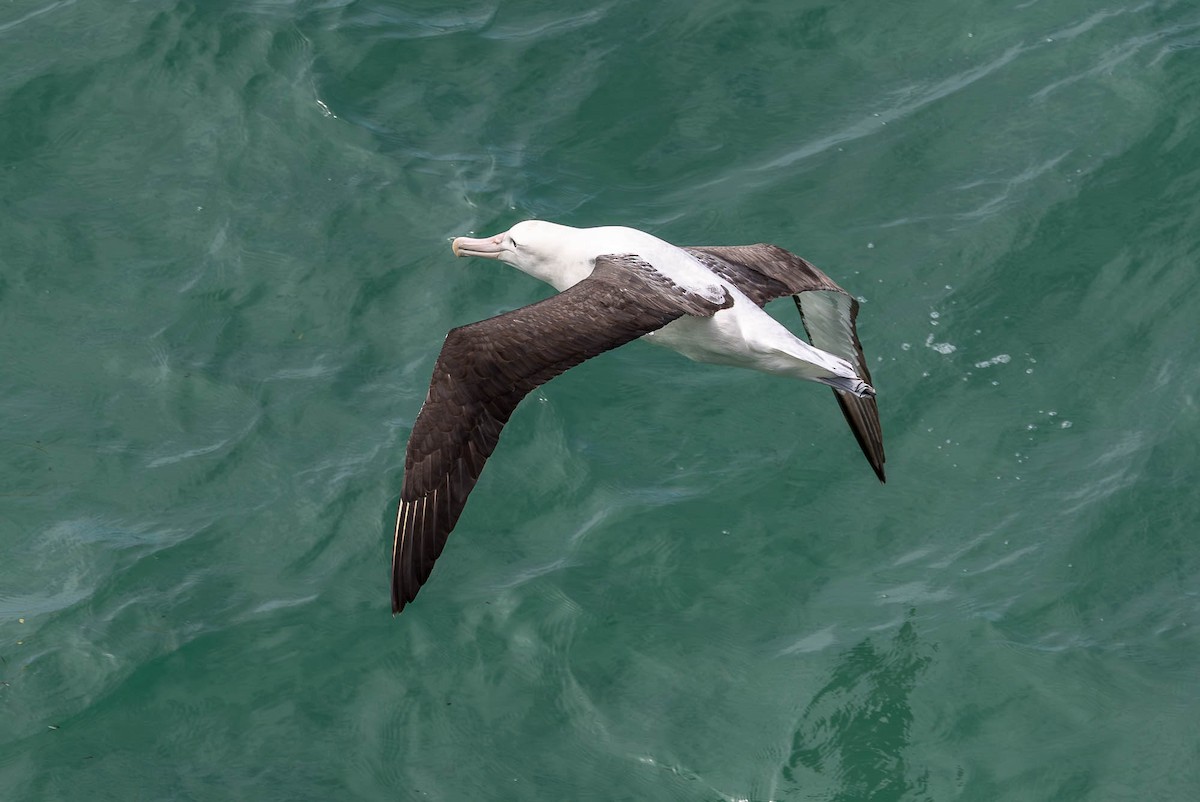 Northern Royal Albatross - ML646826986