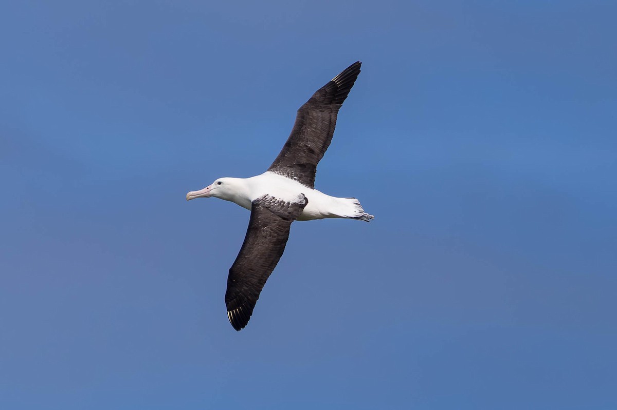 Northern Royal Albatross - ML646826987