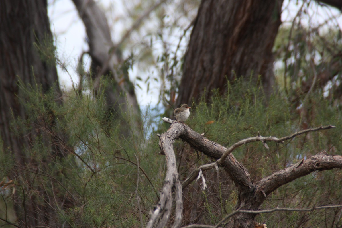 Superb Fairywren - ML646826989