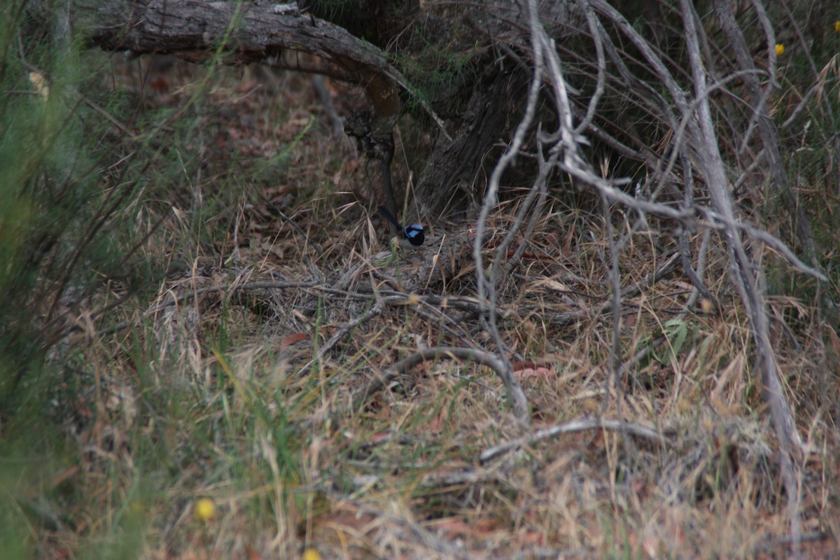 Superb Fairywren - ML646826991