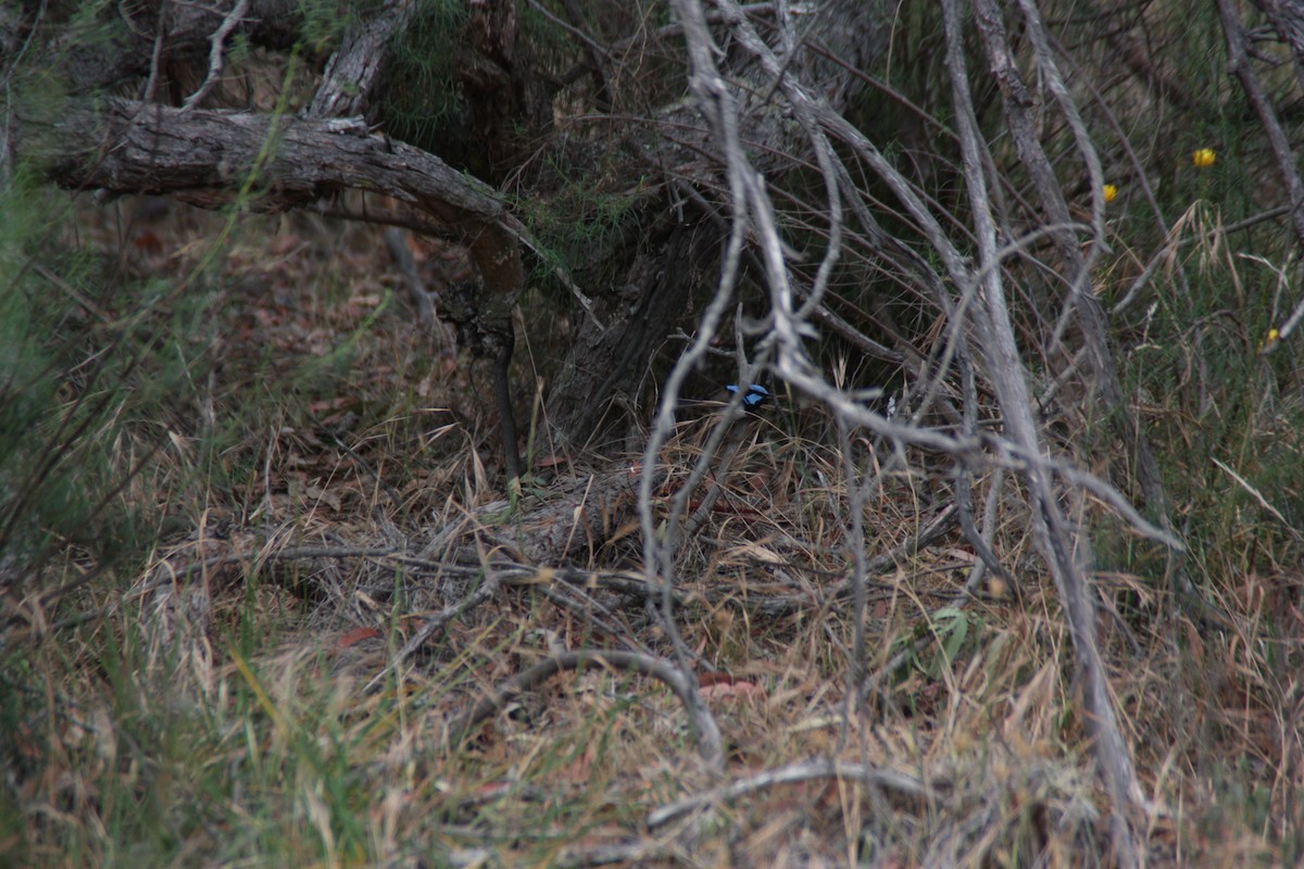 Superb Fairywren - ML646826993