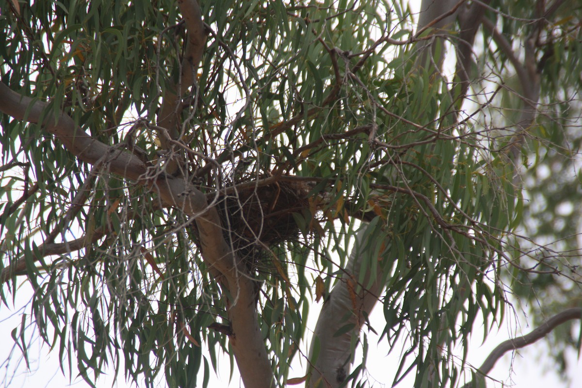 Red Wattlebird - ML646826994