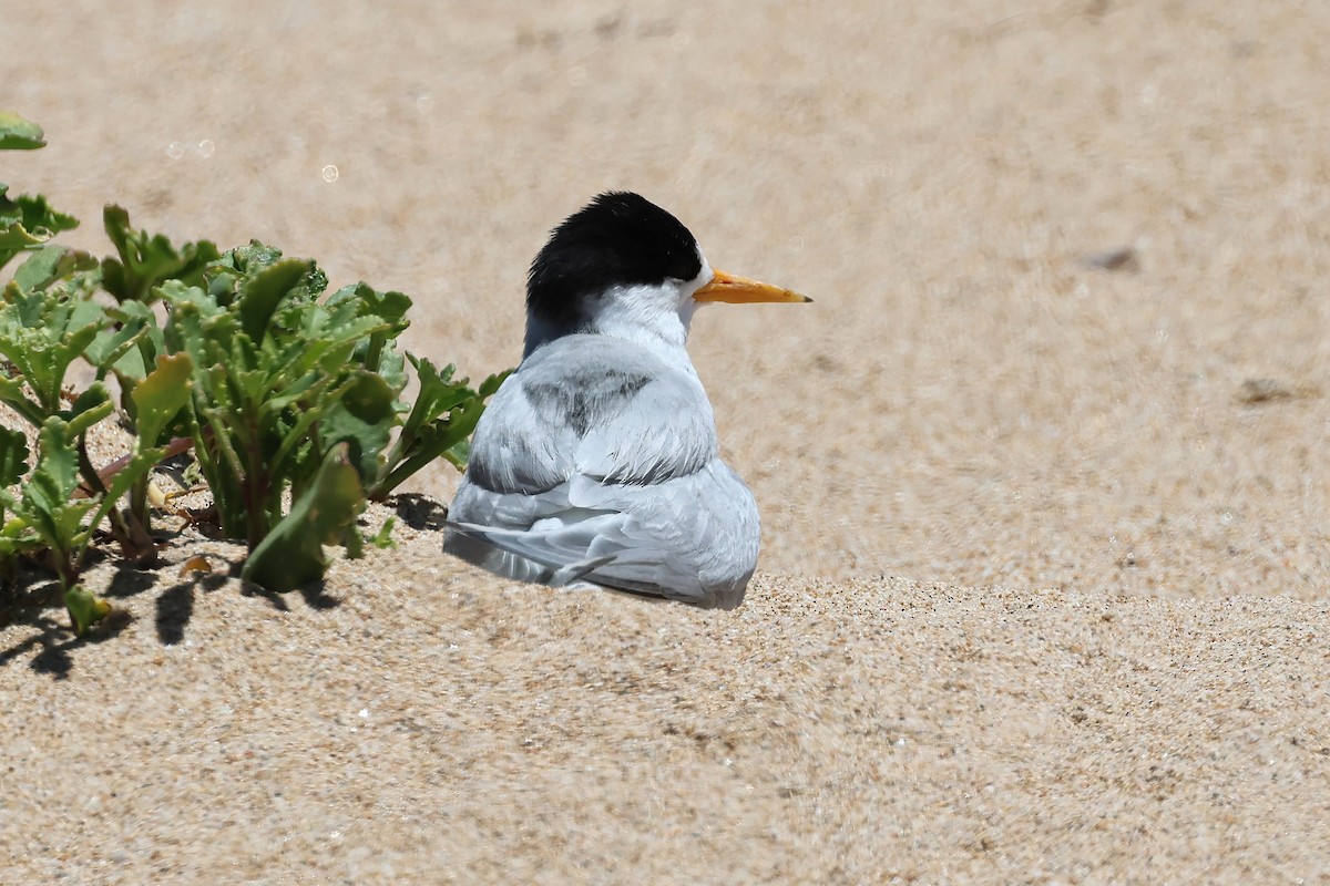 rybák australský - ML646826996