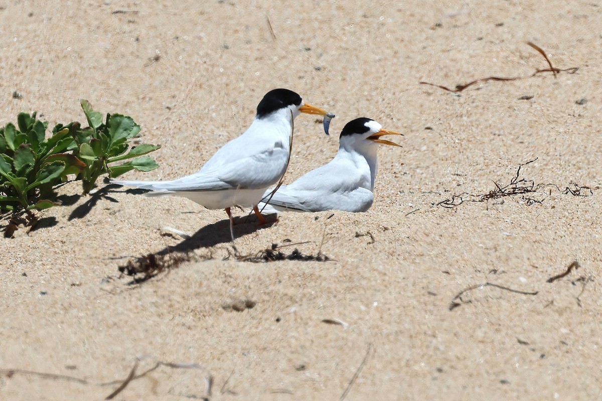 rybák australský - ML646826997