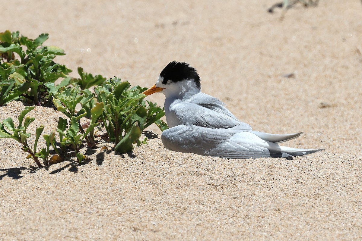 rybák australský - ML646826998