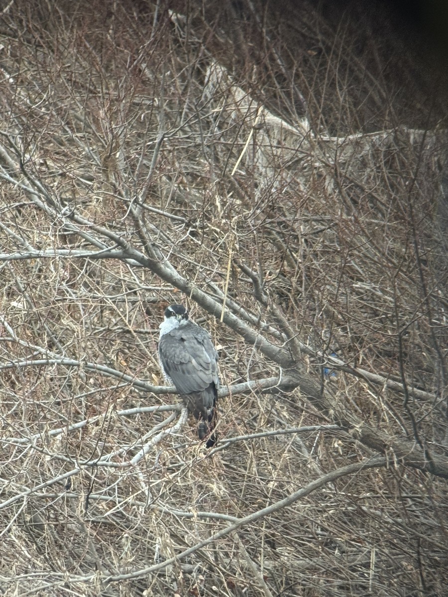 Тетеревятник - ML646826999