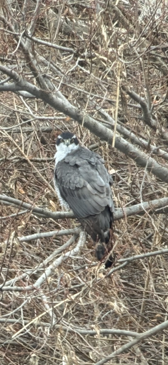 Тетеревятник - ML646827000