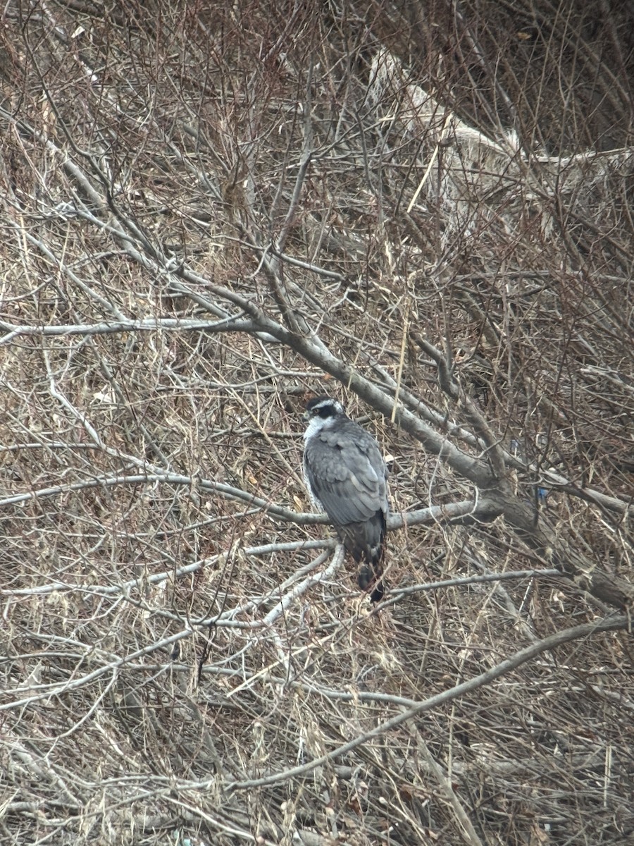 Тетеревятник - ML646827001