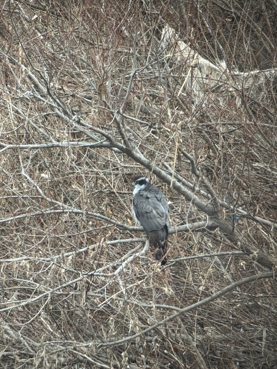 Тетеревятник - ML646827003