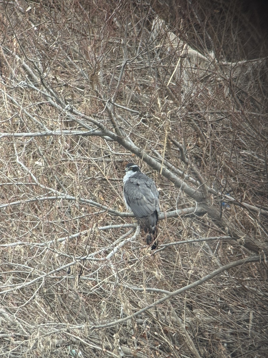 Тетеревятник - ML646827004