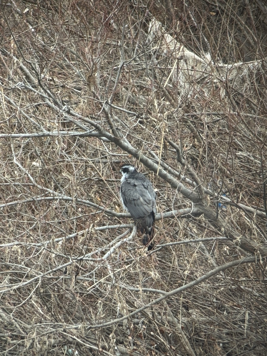 Тетеревятник - ML646827005