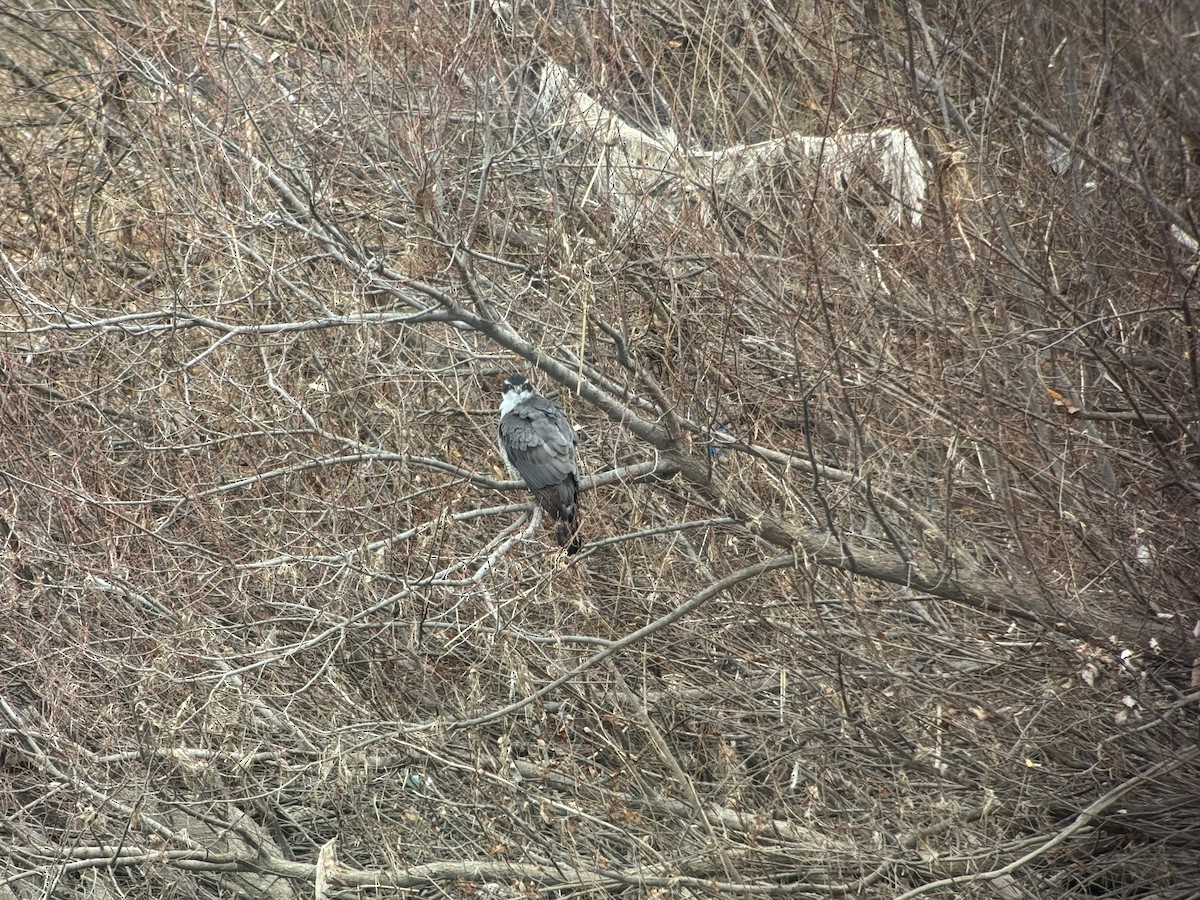 Тетеревятник - ML646827006