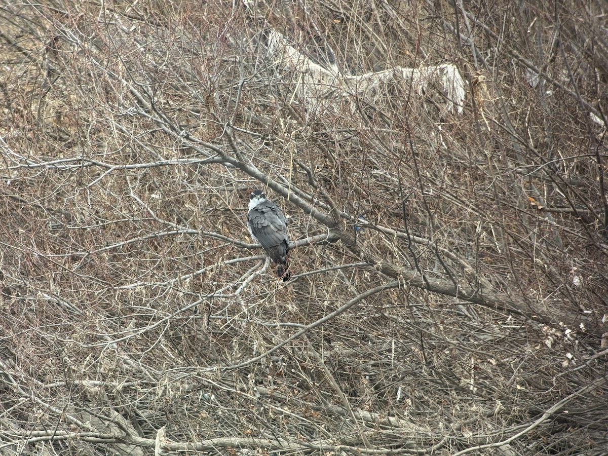 Тетеревятник - ML646827007