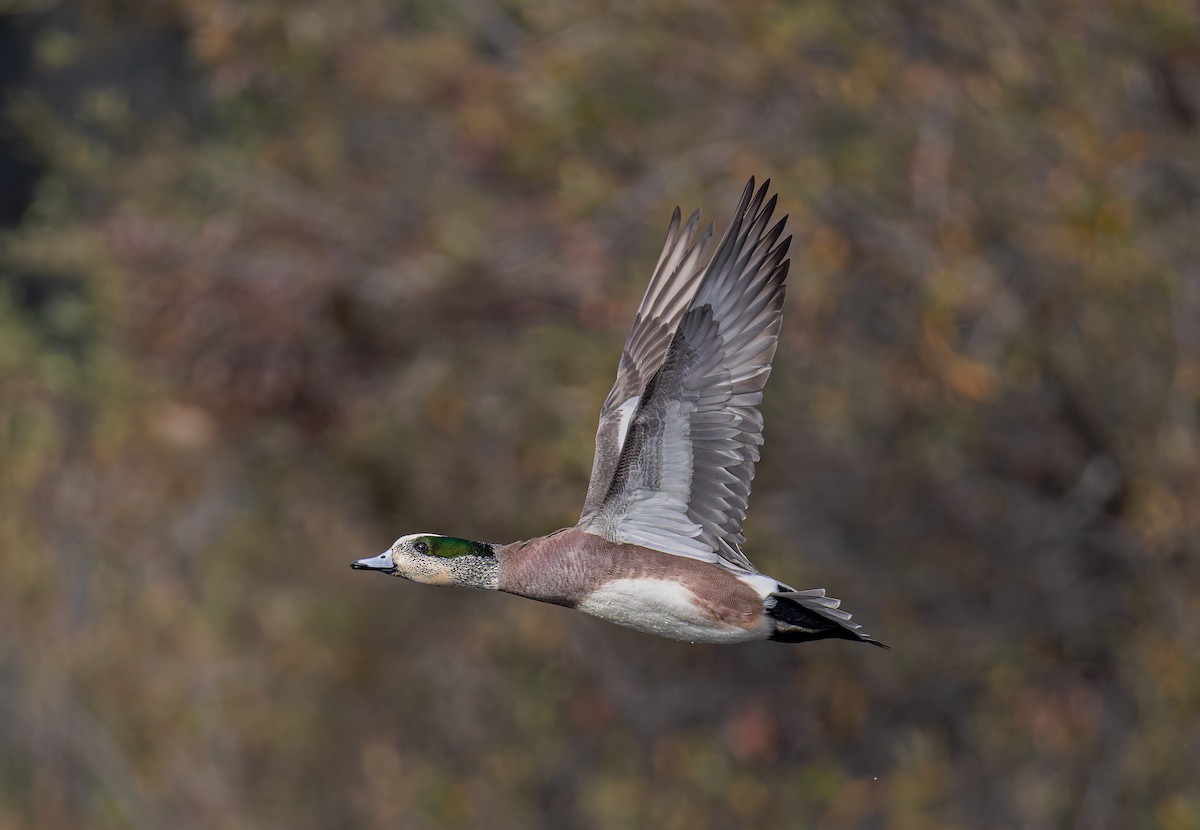 Silbón Americano - ML646827008