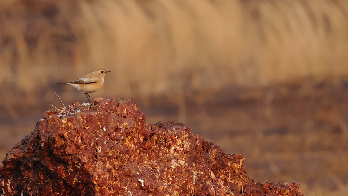 סלעית מדבר - ML646827010
