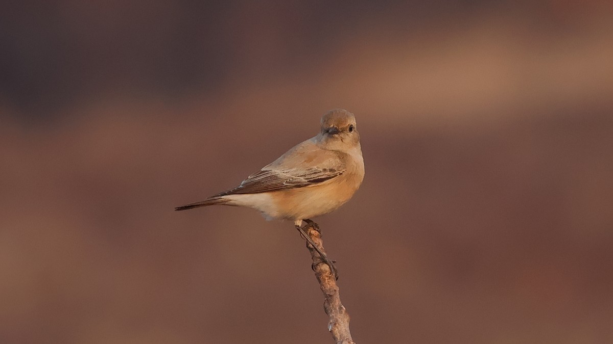 סלעית מדבר - ML646827011