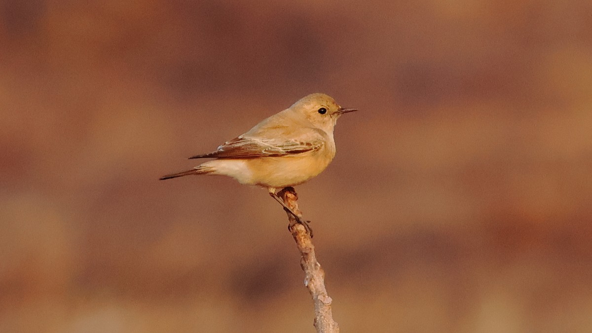 סלעית מדבר - ML646827012