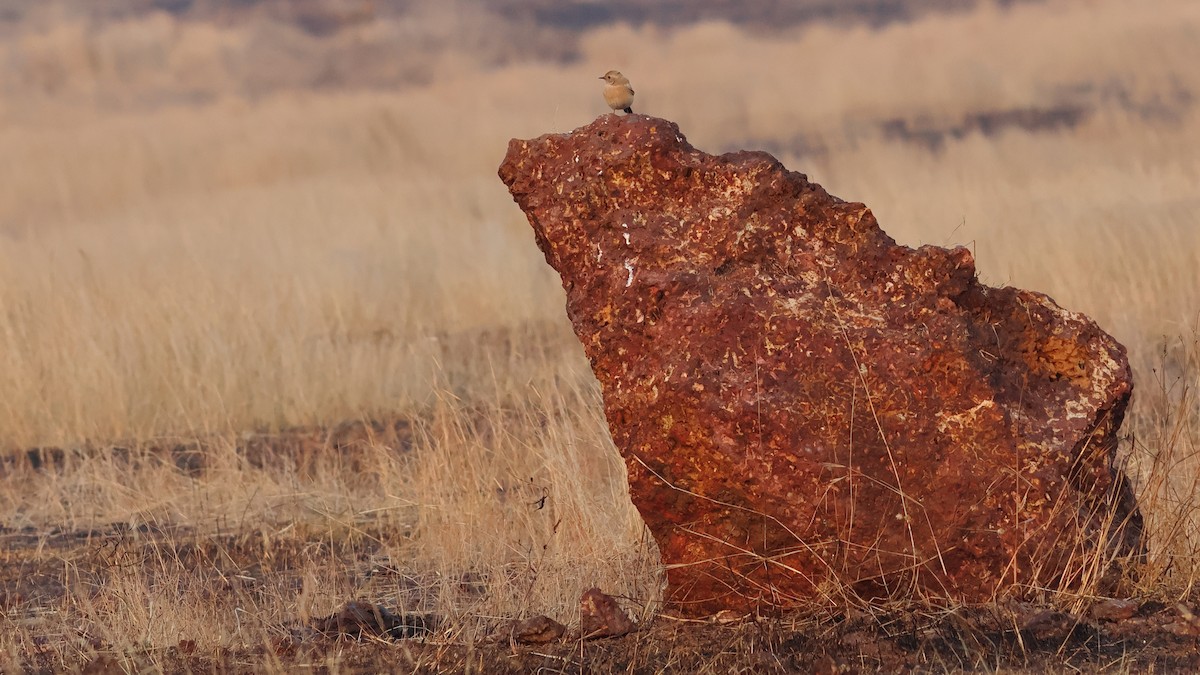 סלעית מדבר - ML646827013