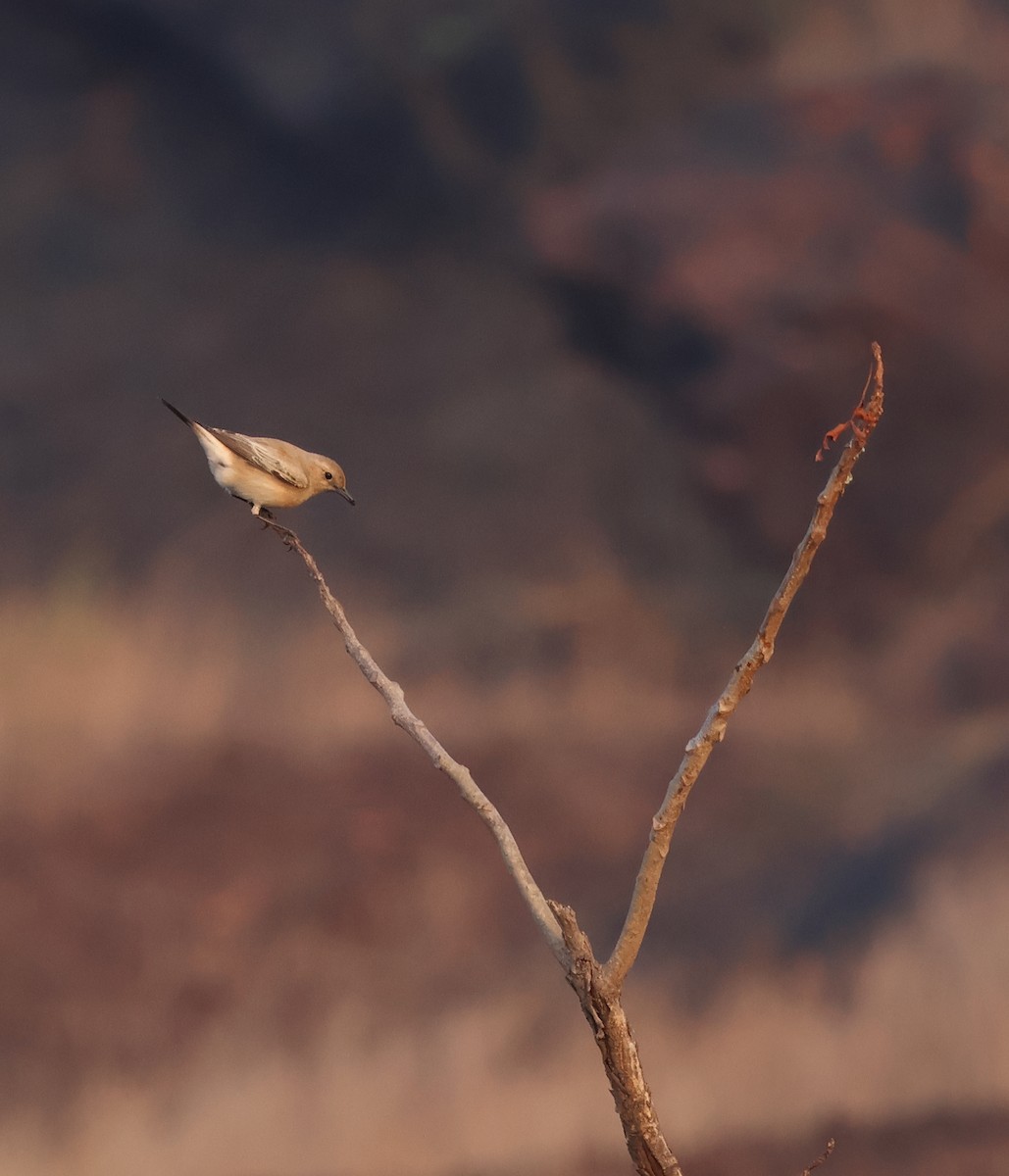 סלעית מדבר - ML646827014
