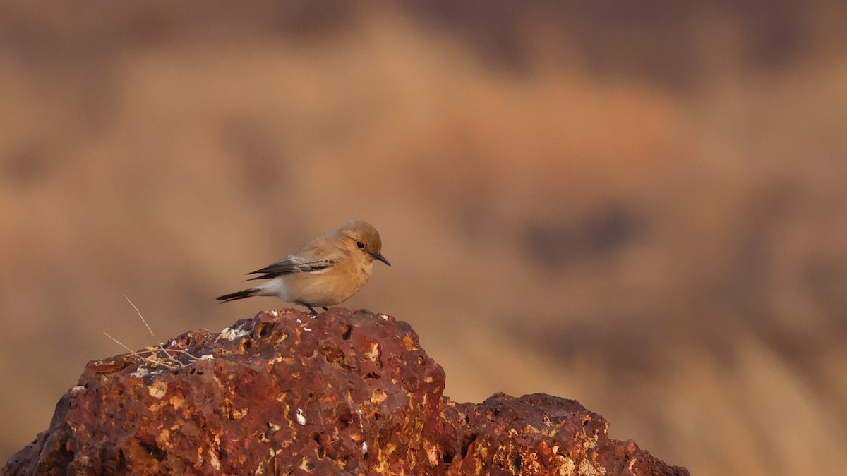 סלעית מדבר - ML646827015