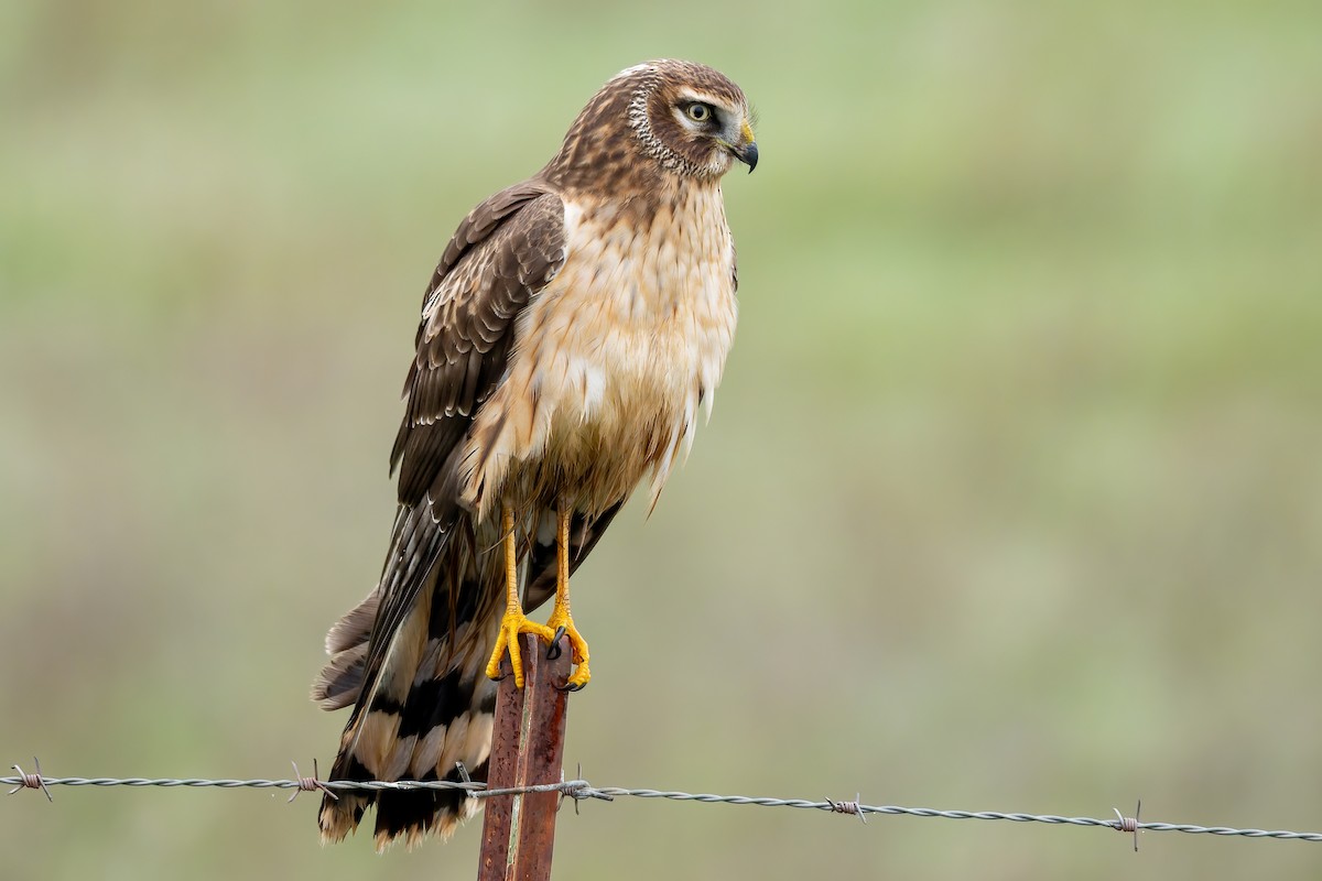 Northern Harrier - ML646827016