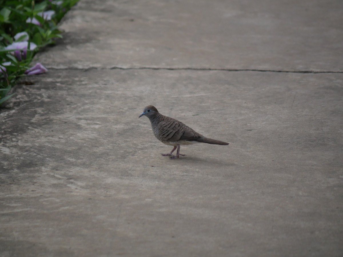 Zebra Dove - ML646827018
