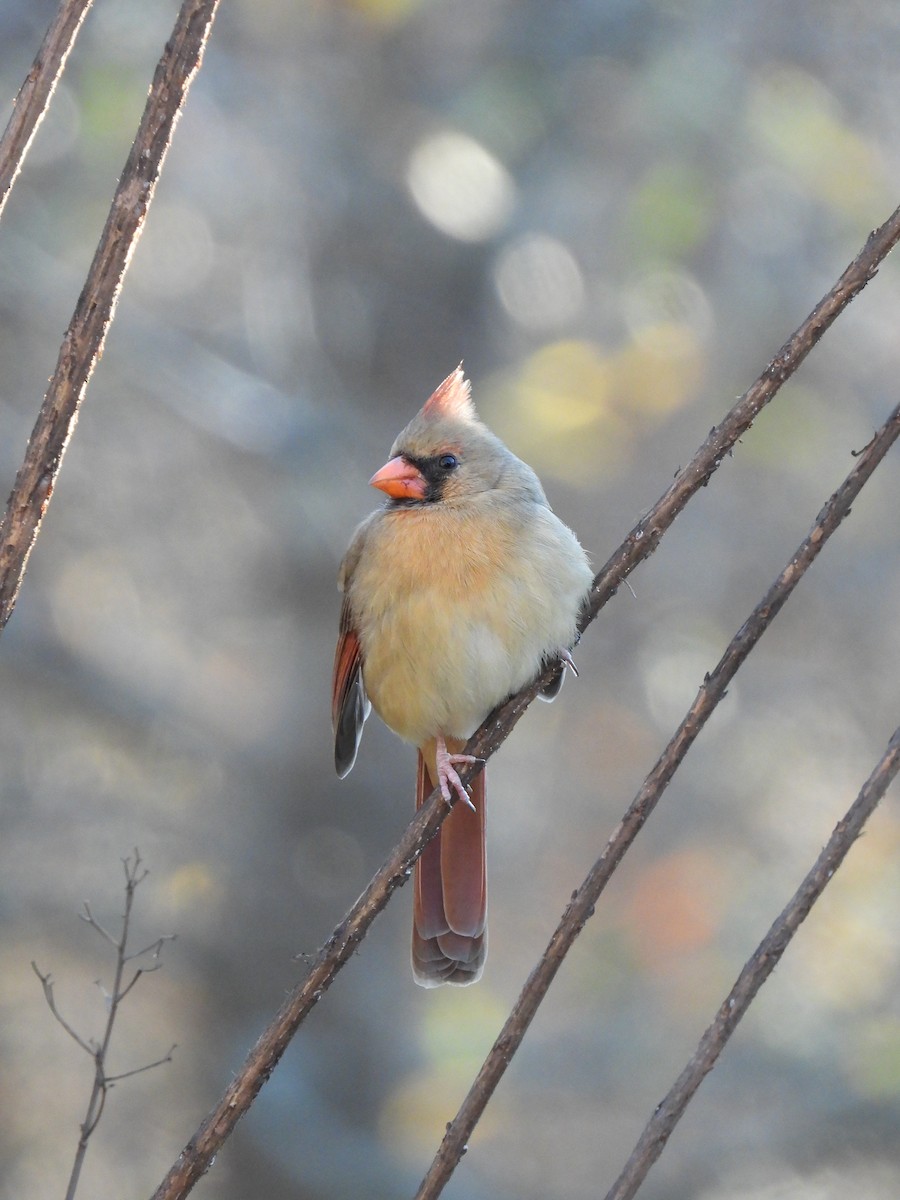 Kırmızı Kardinal - ML646827019