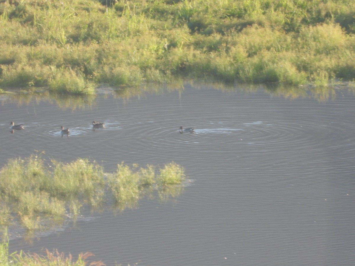 Codone - ML646827021