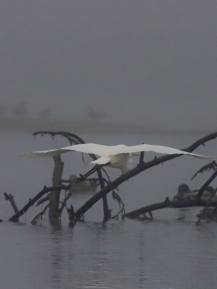 Great Egret - ML646827023
